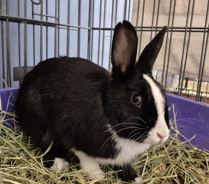Enlarge Nettle, a Adoptable Dutch in Vancouver, BC image 2/2