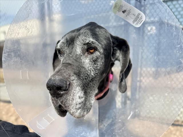PETRA, Adoptable, Adult Female Great Dane.