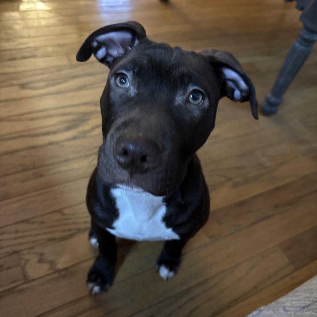 Molly, Adoptable, Puppy Female American Bulldog.