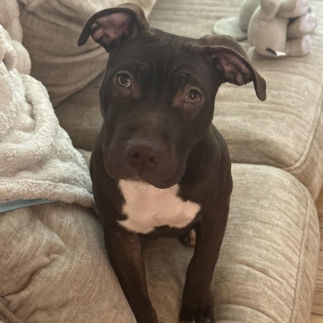 Enlarge Molly, a Adoptable American Bulldog in Bartlett, TN image 2/6