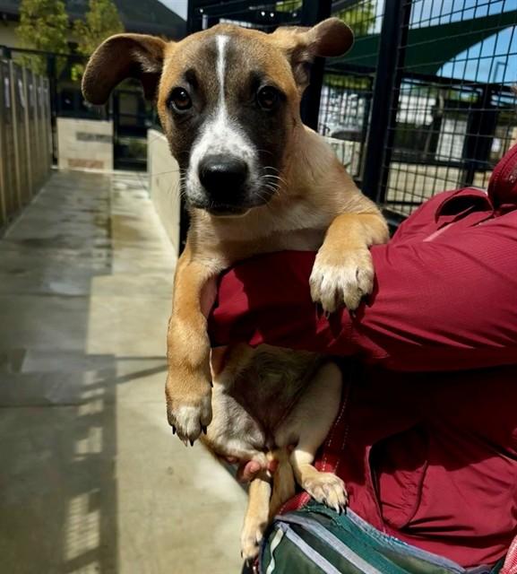 KIARA, Adoptable, Puppy Female German Shepherd Dog & Mixed Breed.