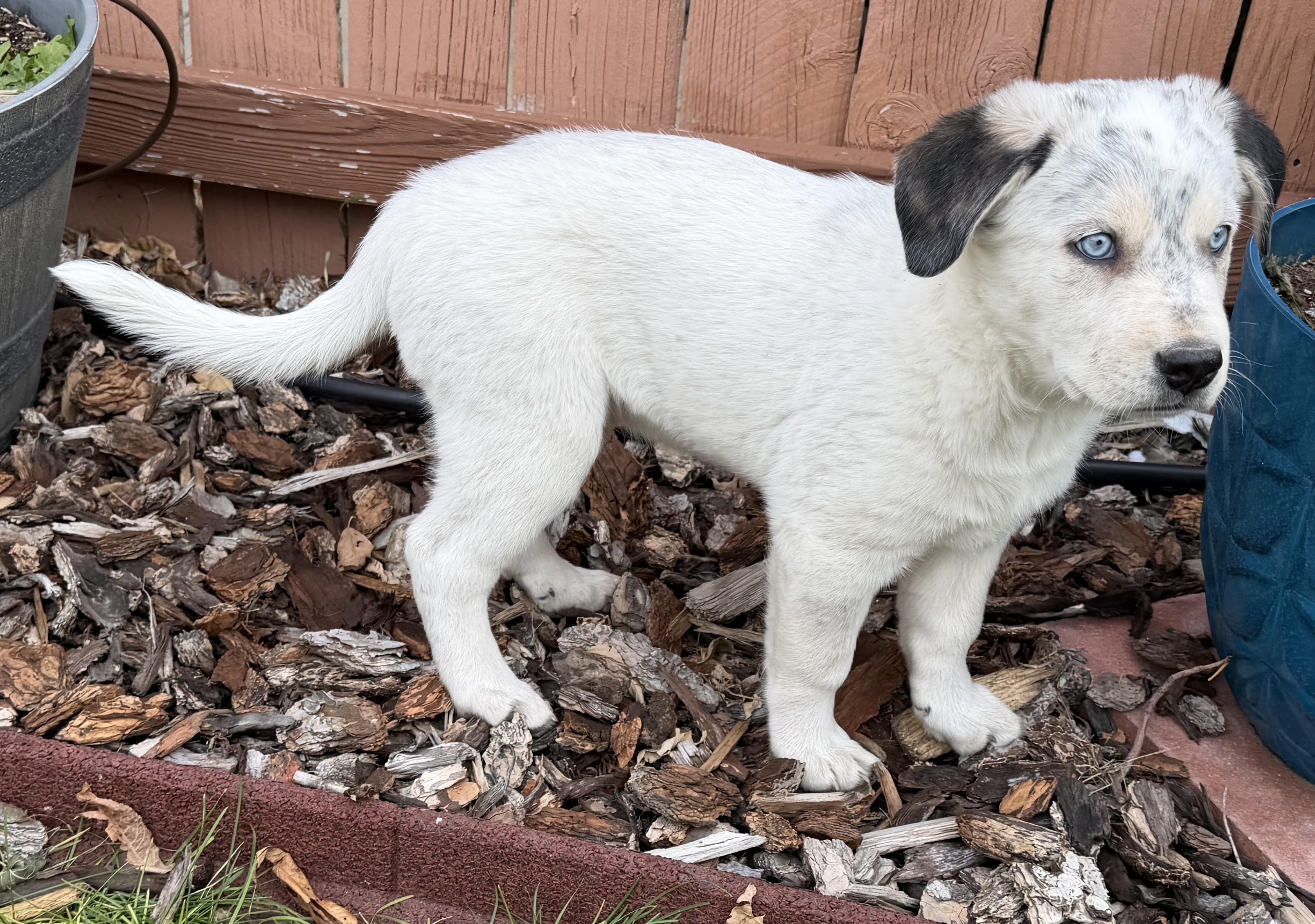 Enlarge Aspen, a ADOPTABLE mixed breed in Clinton, UT image 2/2