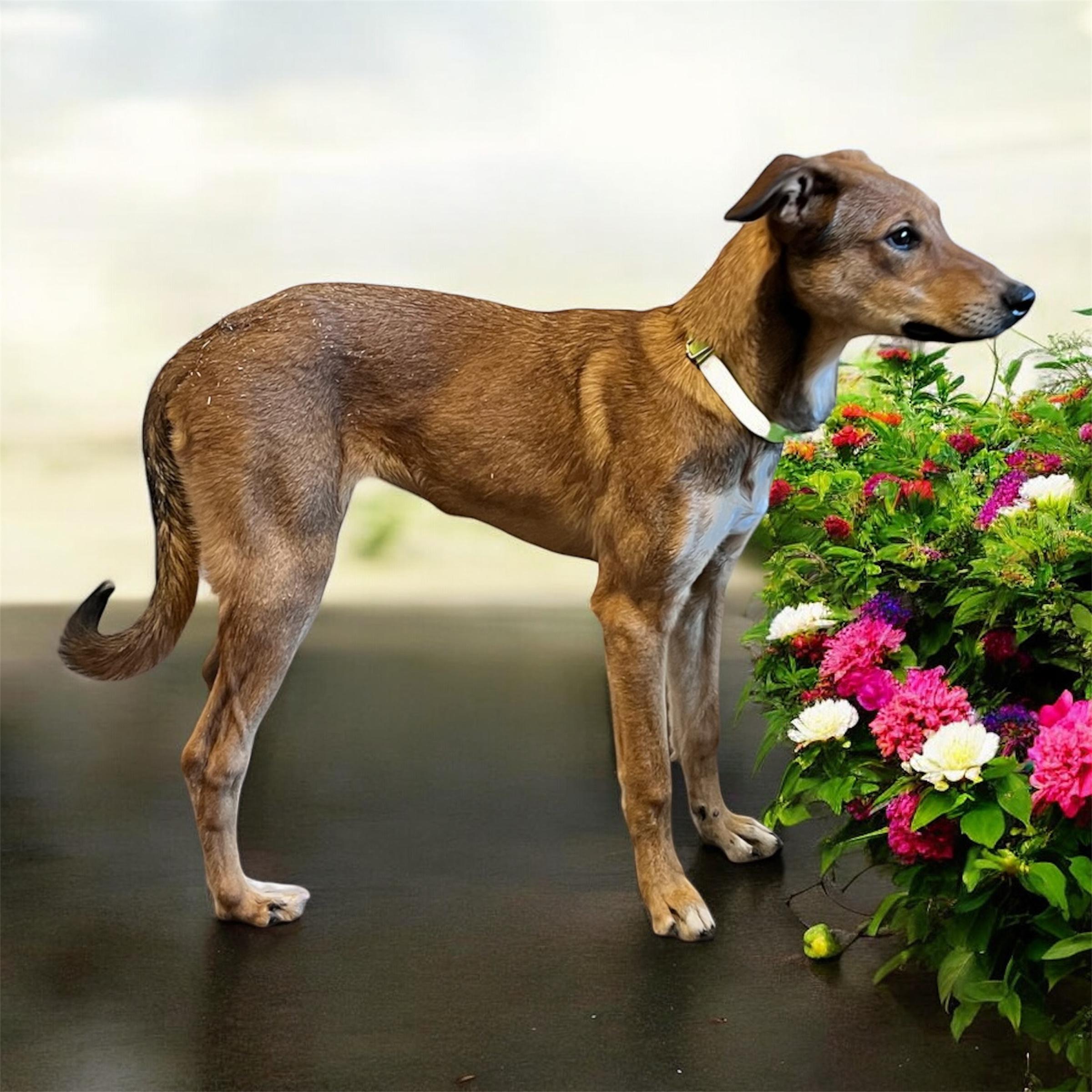 Enlarge Roo , a ADOPTABLE mixed breed in Horn Lake, MS image 3/6