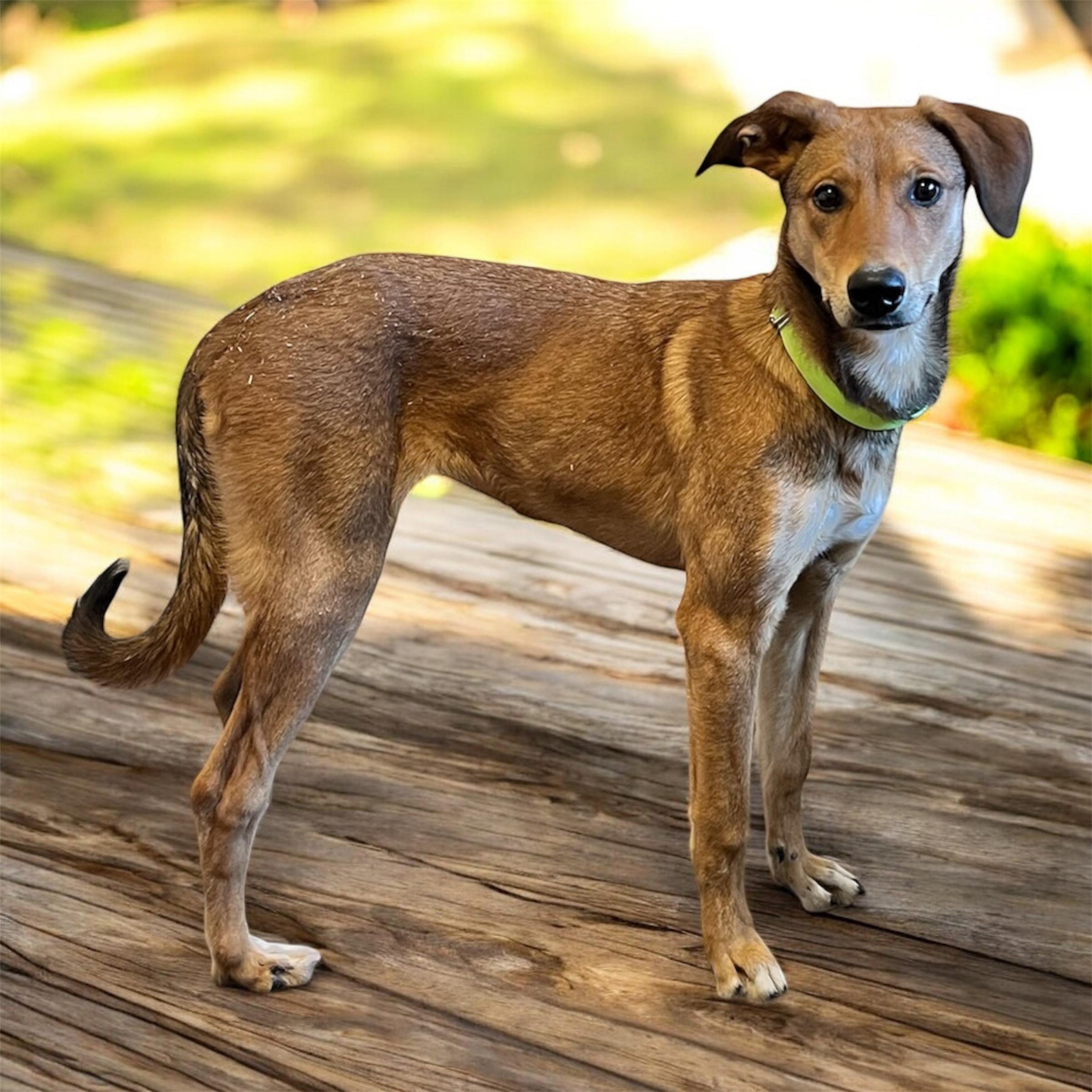 Enlarge Roo , a ADOPTABLE mixed breed in Horn Lake, MS image 2/6