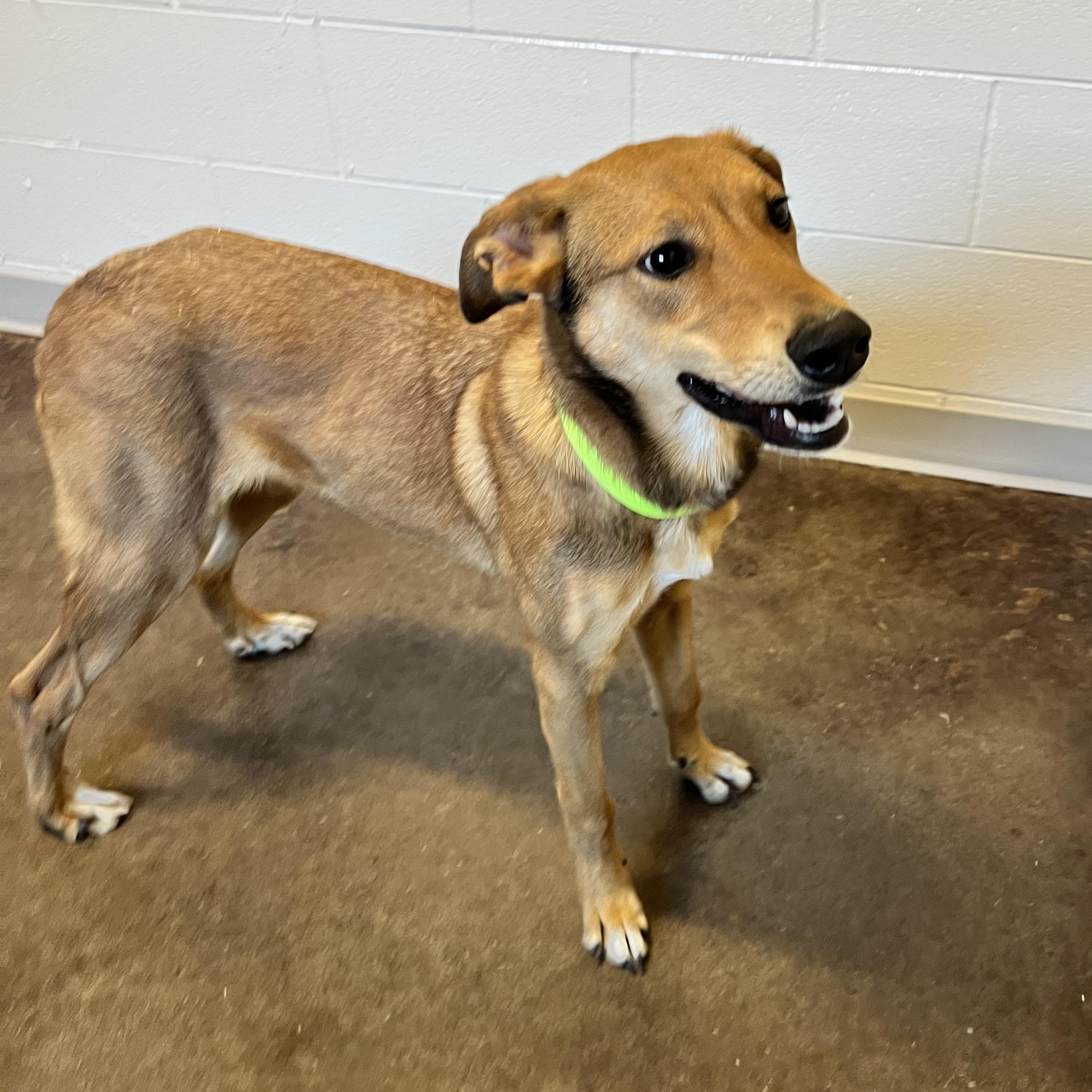 Enlarge Roo , a ADOPTABLE mixed breed in Horn Lake, MS image 5/6