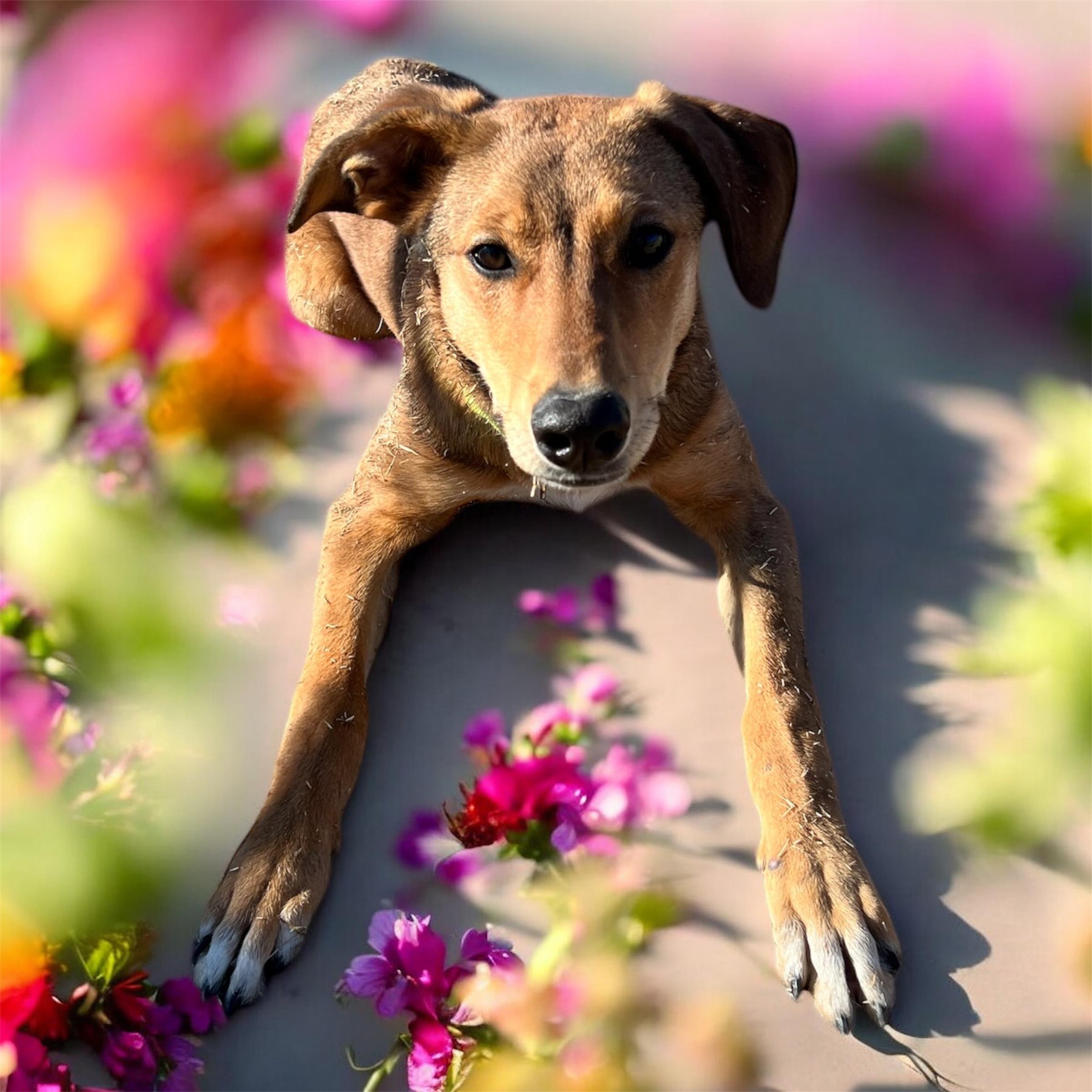 Enlarge Roo , a ADOPTABLE mixed breed in Horn Lake, MS image 4/6
