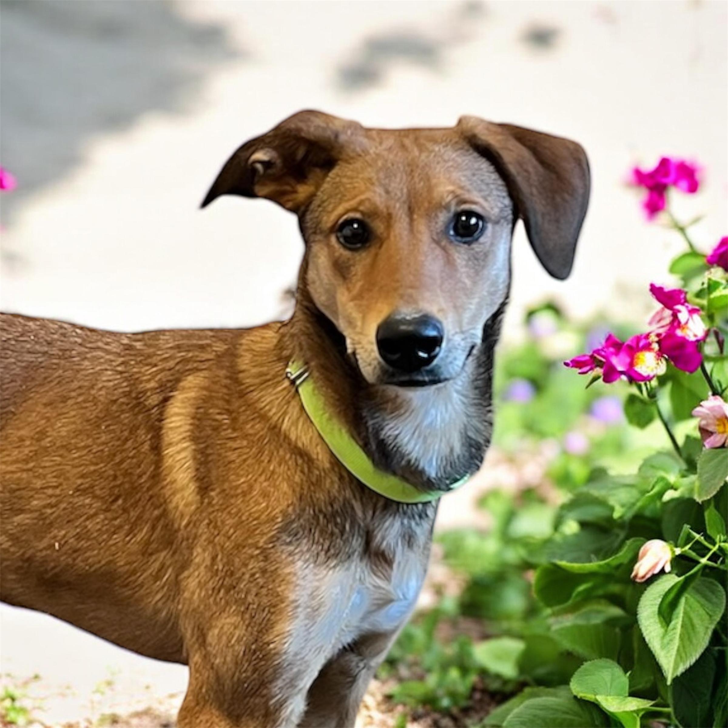Enlarge Roo , a ADOPTABLE mixed breed in Horn Lake, MS image 1/6