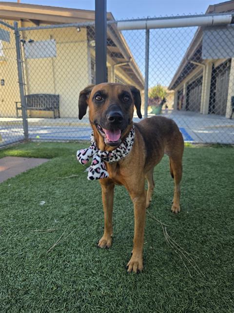 SOLE, Adoptable, Adult Female Black Mouth Cur.