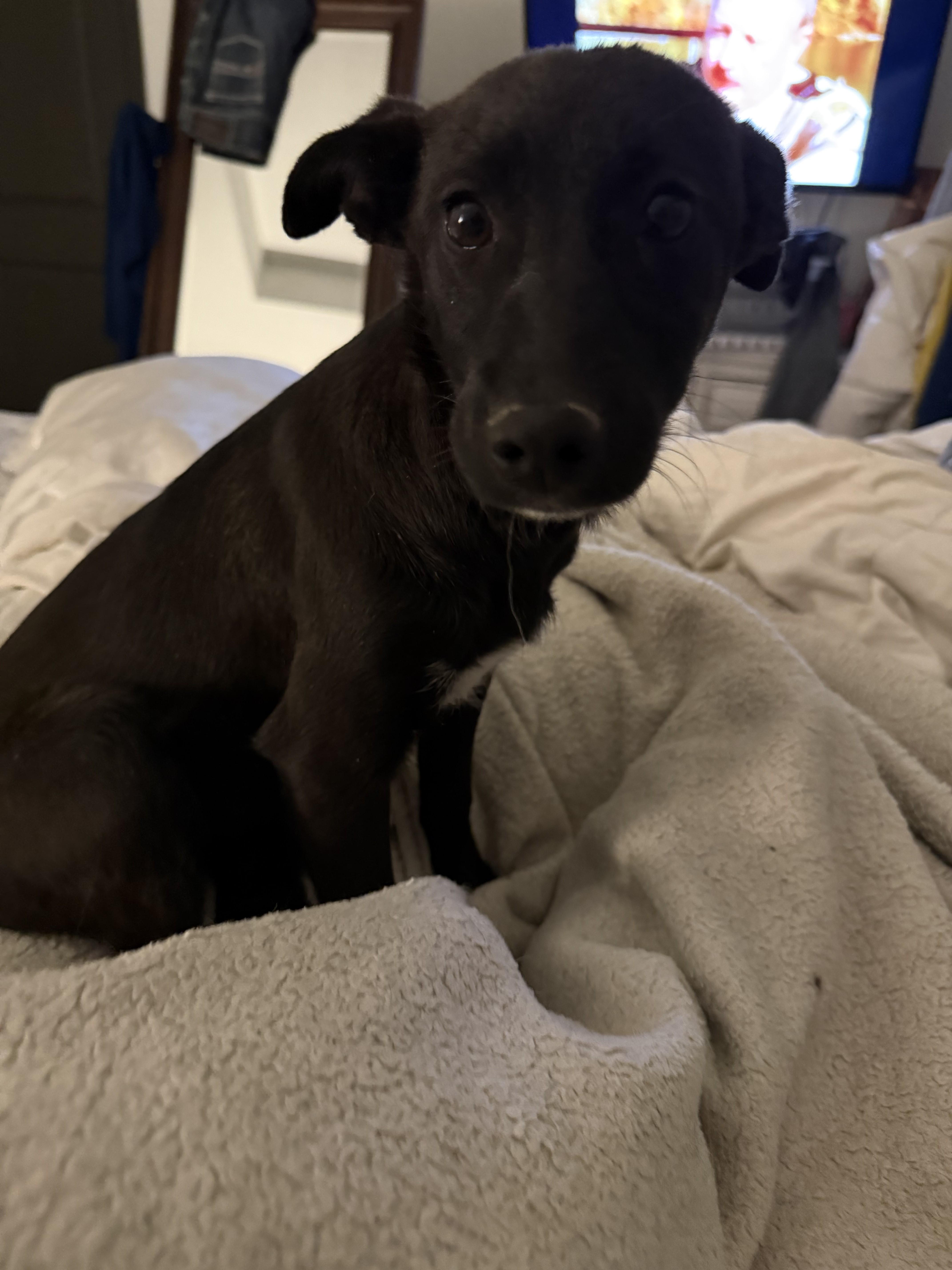 Denise, a ADOPTABLE mixed breed in Littleton, CO image 1/2