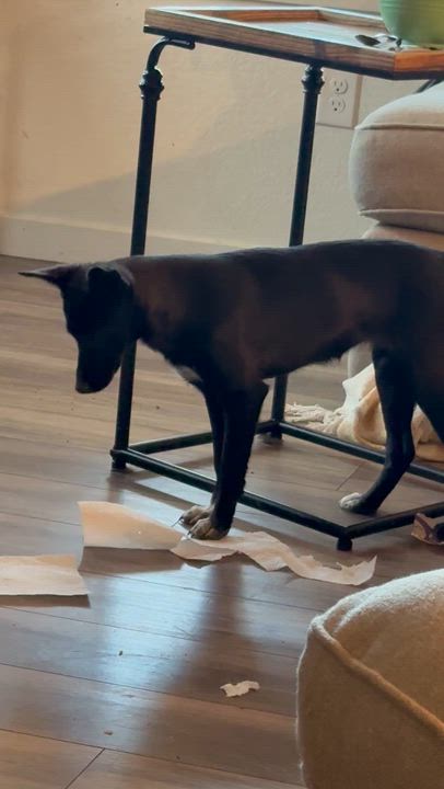 Enlarge Denise, a ADOPTABLE mixed breed in Littleton, CO video 2/2