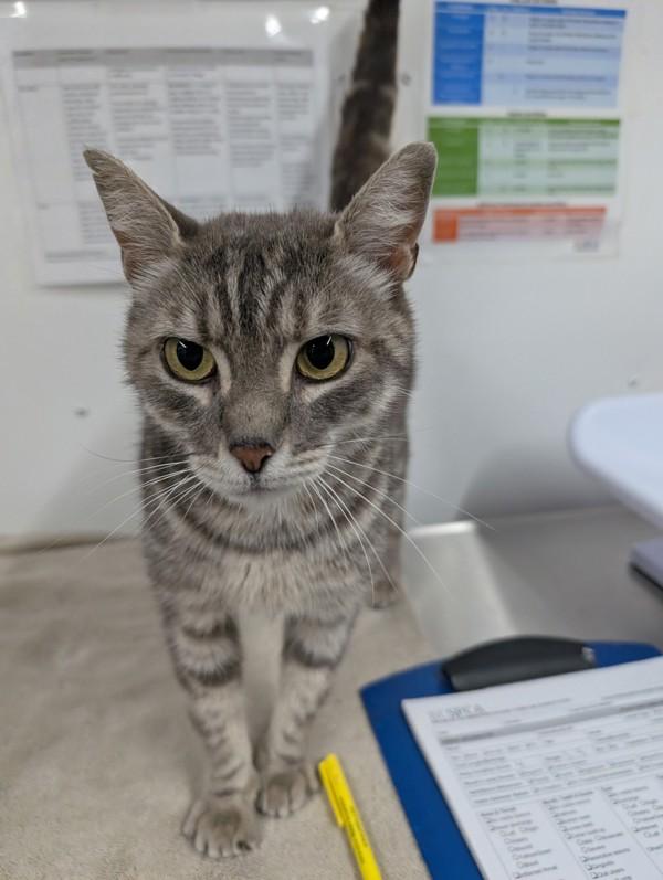 Latte, Adoptable, Adult Female Domestic Short Hair.