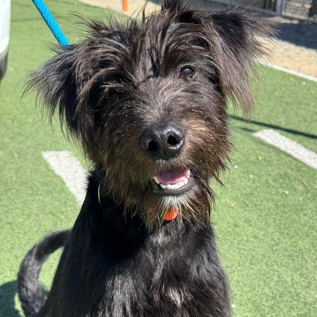 Wade - Adopted!, Adoptable, Young Male Scottish Terrier & Poodle.
