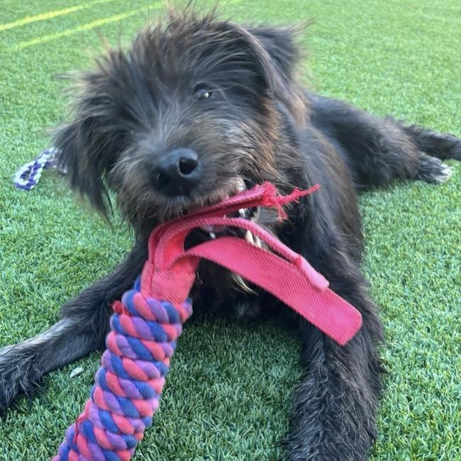 Enlarge Wade - Adopted!, a Adoptable mixed breed in San Diego, CA image 2/3