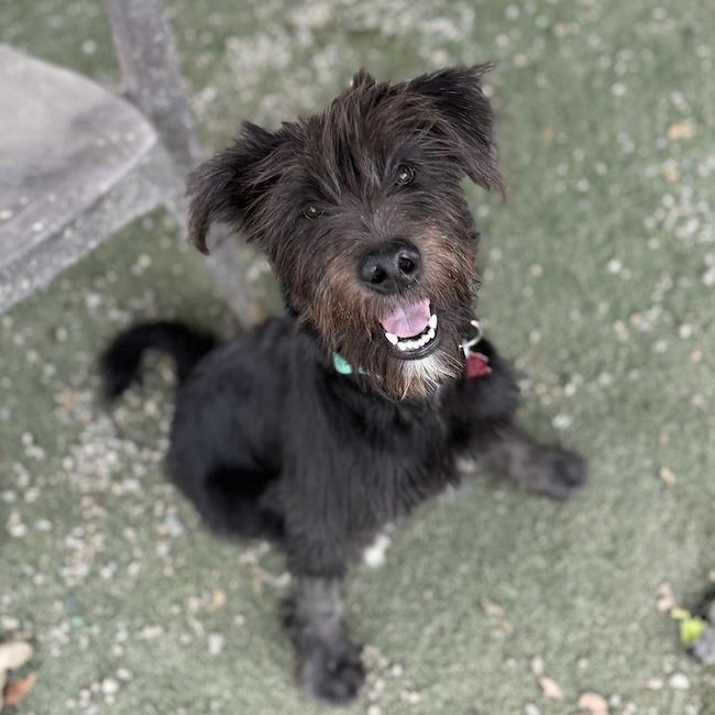 Enlarge Wade - Adopted!, a Adoptable mixed breed in San Diego, CA image 3/3