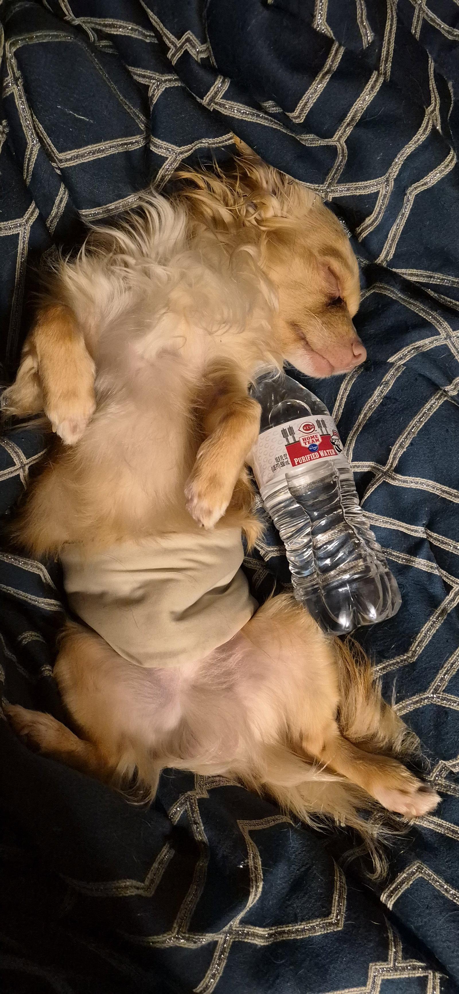 Frankie, a Adopted mixed breed in Alexandria, KY image 2/3