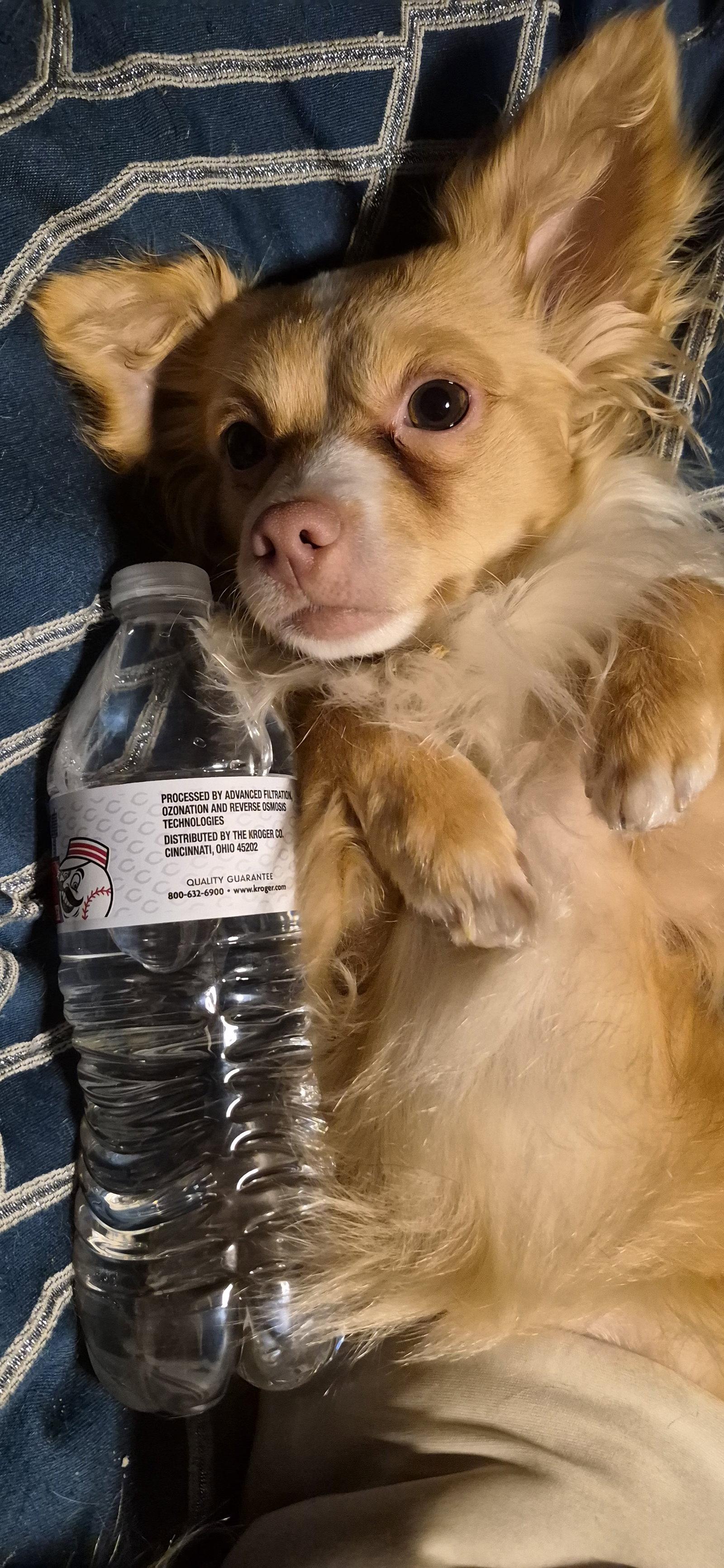 Frankie, a Adopted mixed breed in Alexandria, KY image 3/3