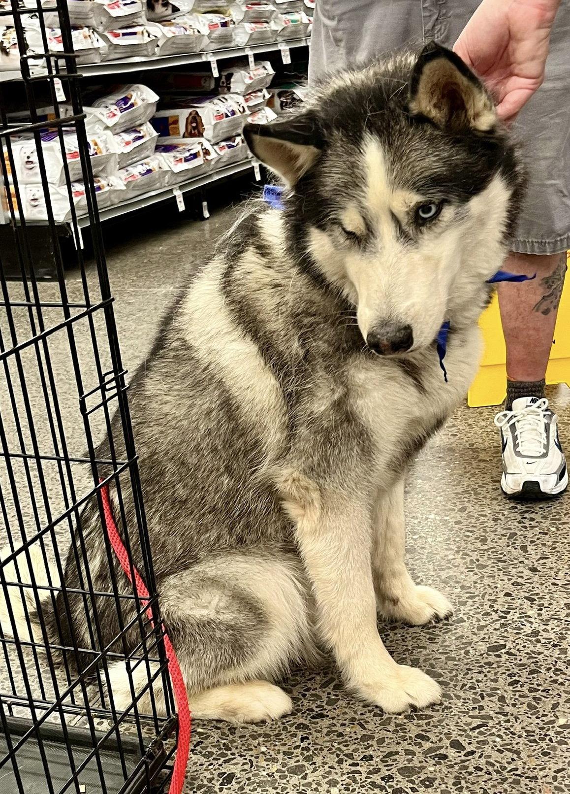 Niko, Adopted, Senior Male Siberian Husky.
