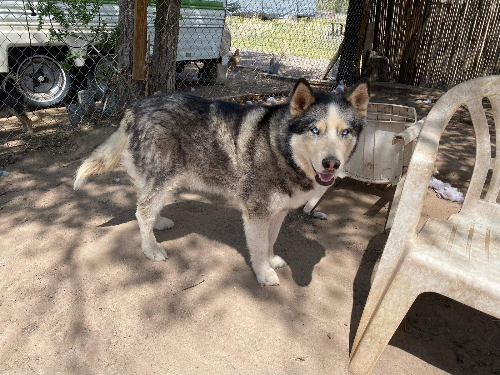 Enlarge Niko, a Adopted Siberian Husky in Cedar Crest, NM image 2/3