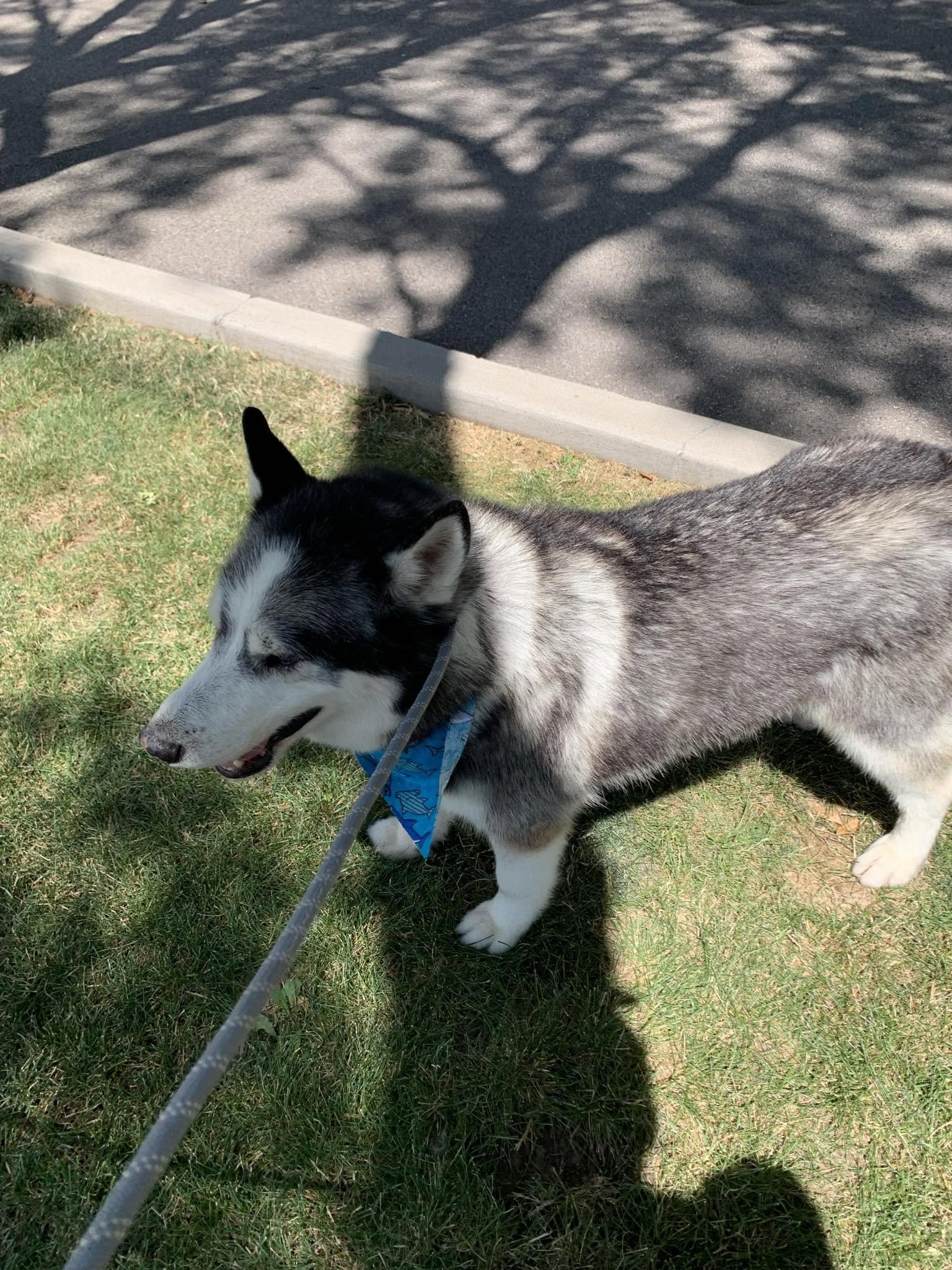Enlarge Niko, a Adopted Siberian Husky in Cedar Crest, NM image 3/3