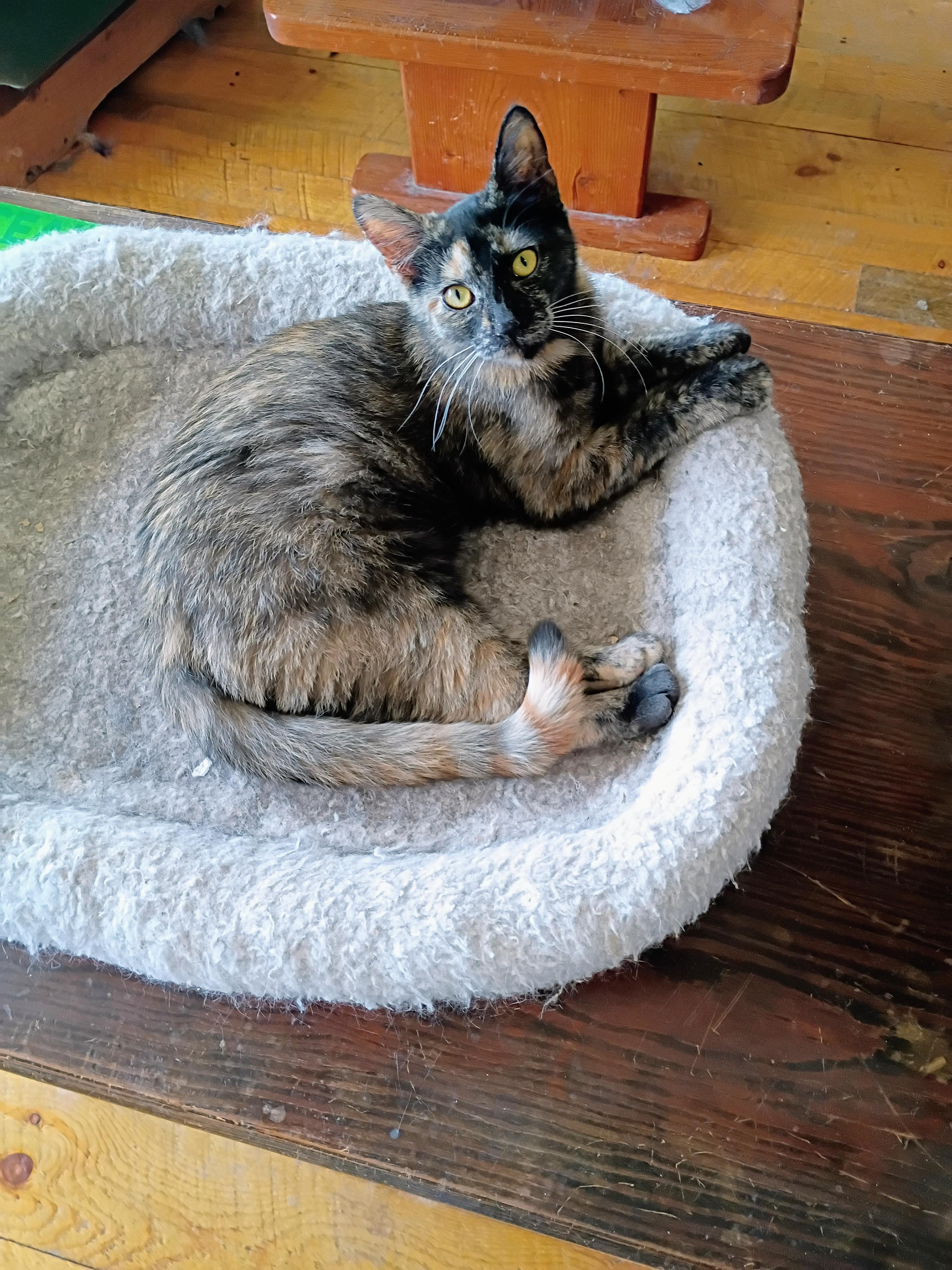 Delight, Adopted, Young Female Domestic Short Hair.