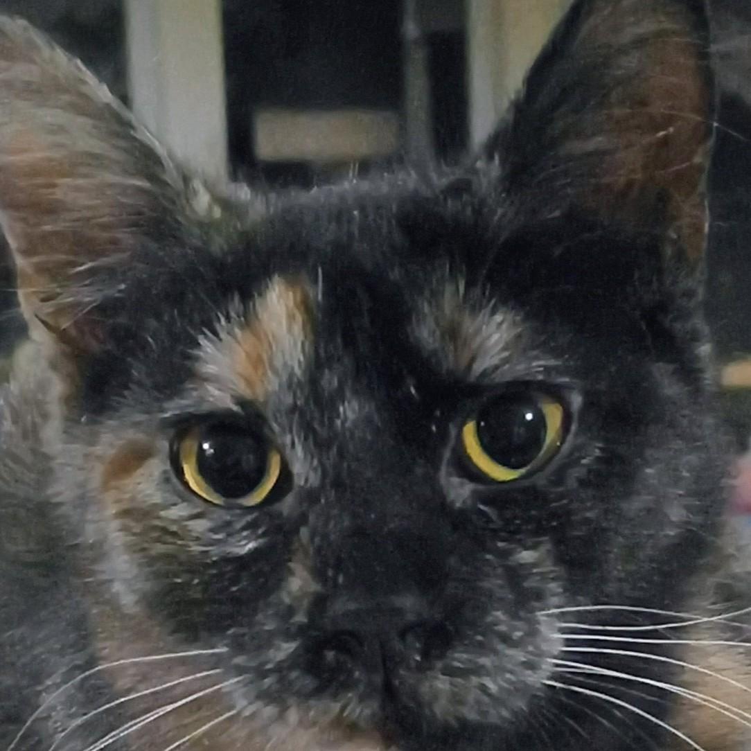 Enlarge Delight, a Adopted mixed breed in Buhl, ID image 2/4