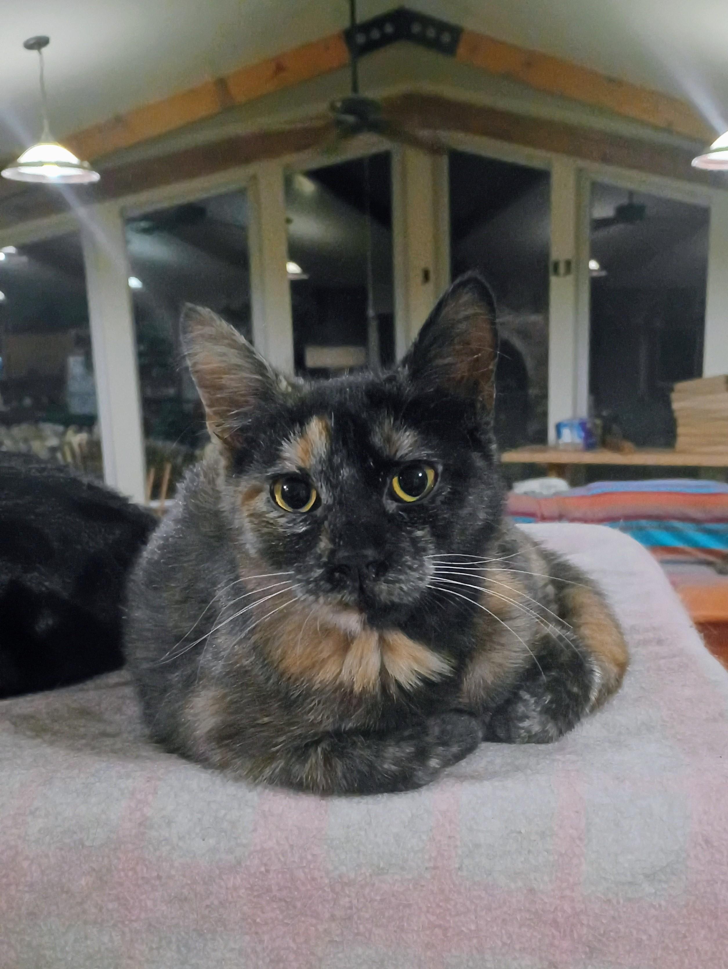 Enlarge Delight, a Adopted mixed breed in Buhl, ID image 3/4