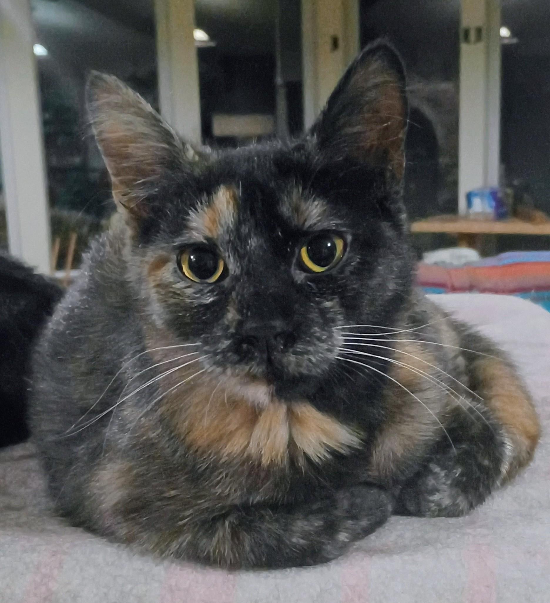 Enlarge Delight, a Adopted mixed breed in Buhl, ID image 4/4