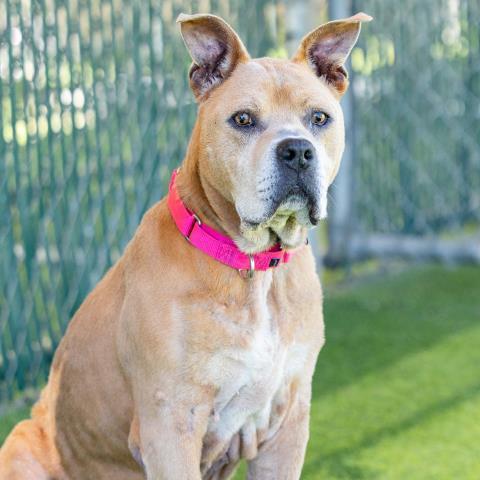 Enlarge PEDDY, a Adoptable Pit Bull Terrier in Camarillo, CA image 1/1
