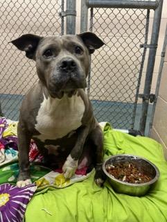 Enlarge Princess Thiccums , a ADOPTABLE Mixed Breed in Martinsville, VA image 2/5