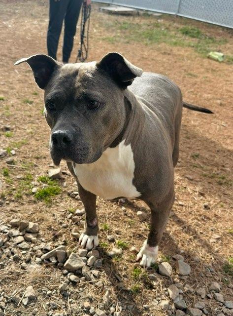 Enlarge Princess Thiccums , a ADOPTABLE Mixed Breed in Martinsville, VA image 1/5