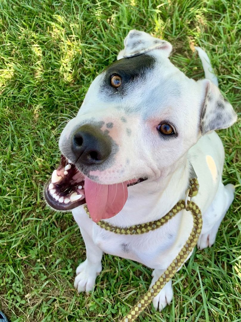 Reuger - Meet Me in Ardsley, NY on April 27th, Adult Male Pit Bull Terrier