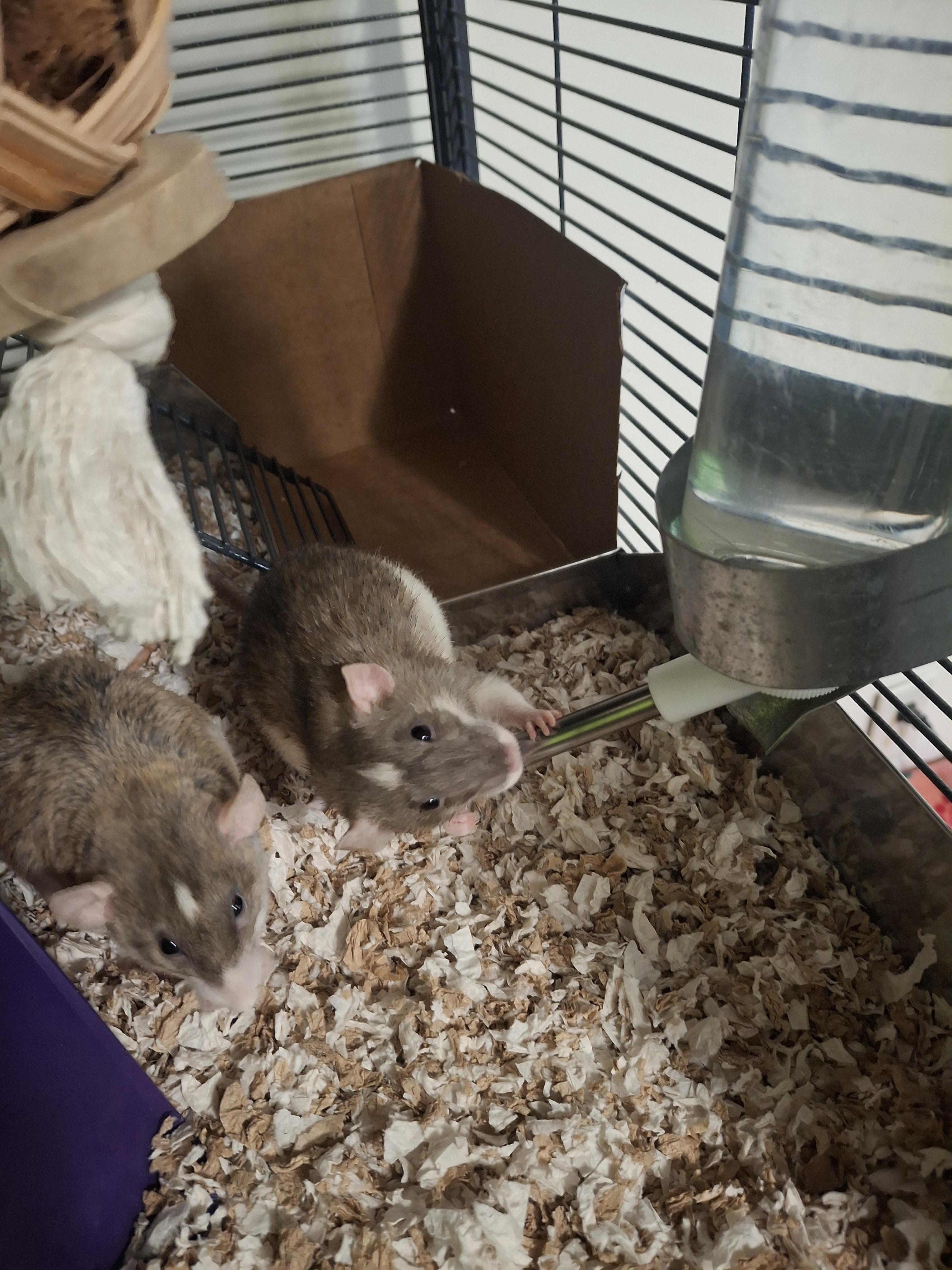 Enlarge Acorn, a ADOPTABLE Rat in Omaha, NE image 2/4