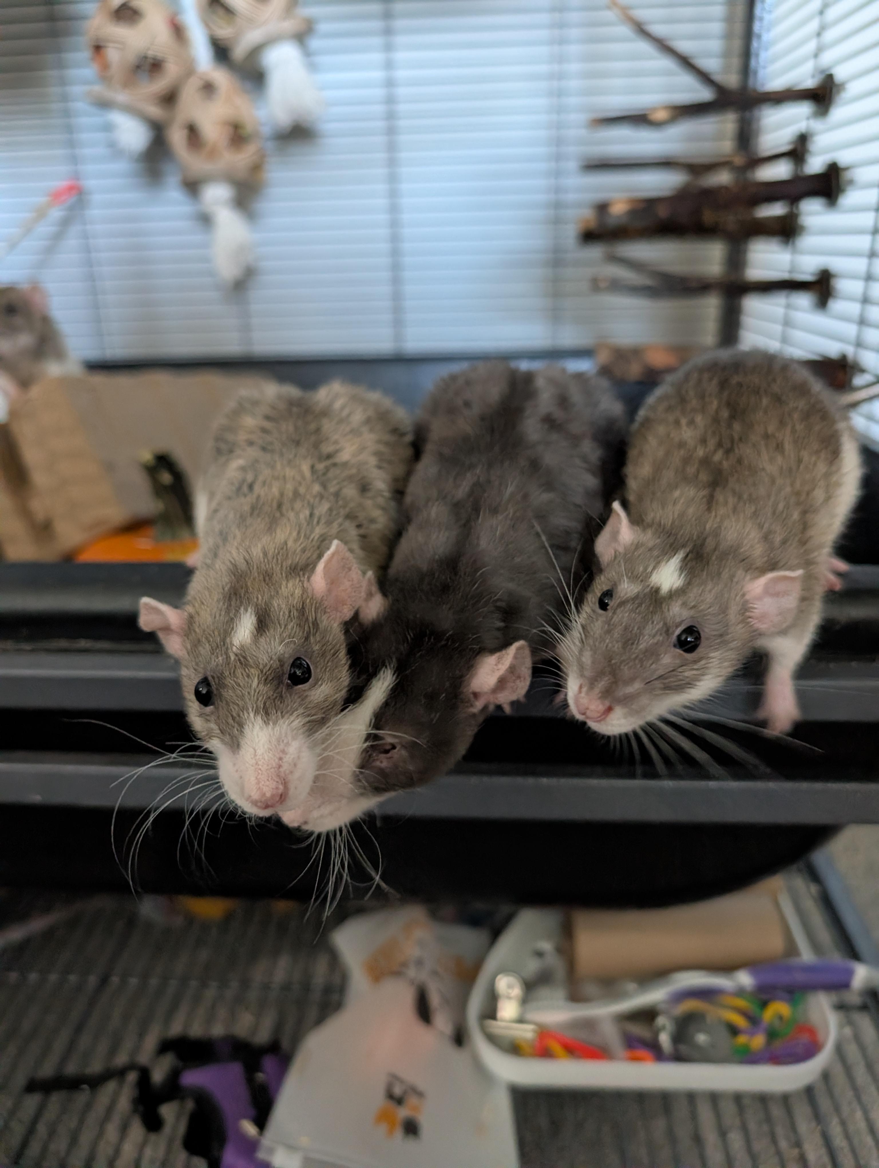 Enlarge Acorn, a ADOPTABLE Rat in Omaha, NE image 4/4