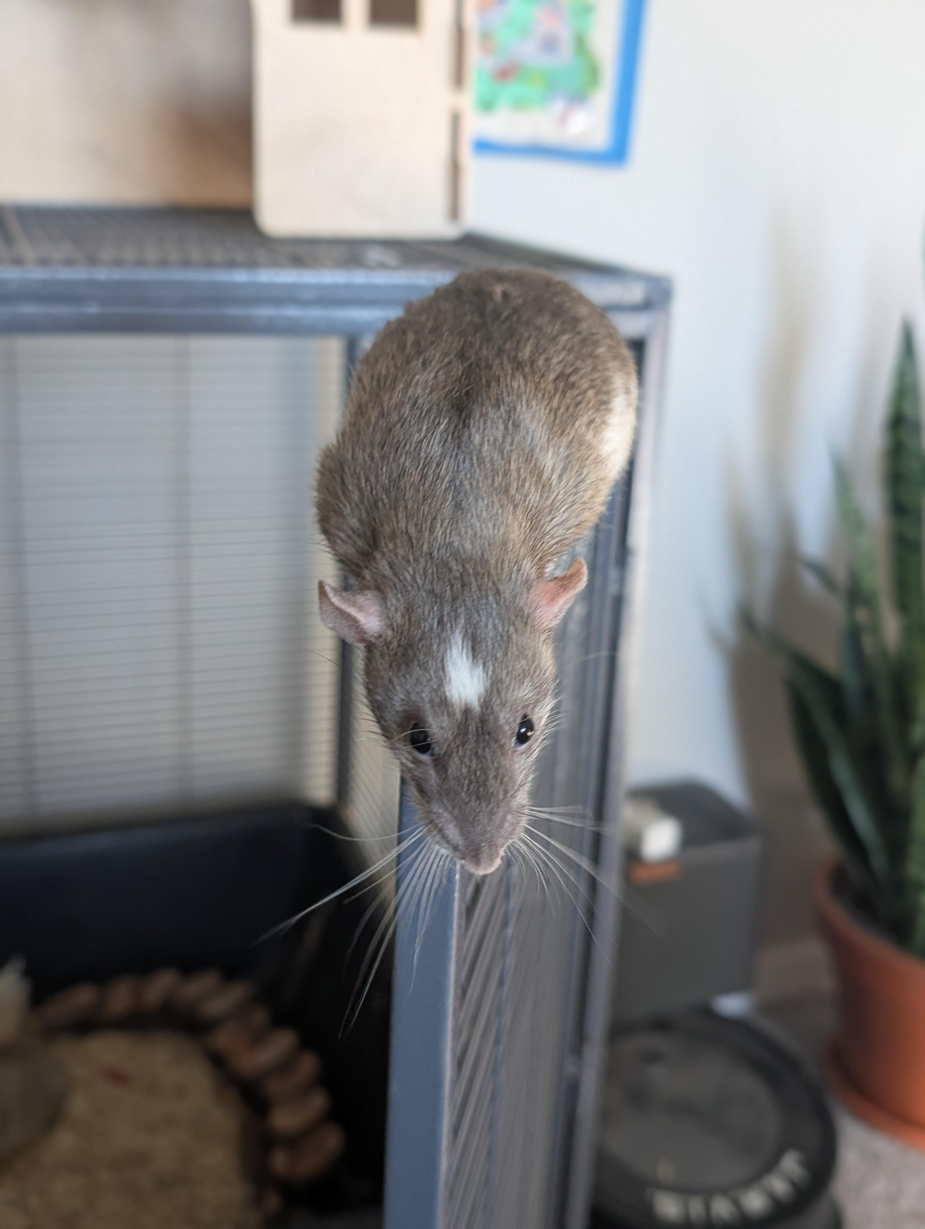 Enlarge Acorn, a ADOPTABLE Rat in Omaha, NE image 3/4