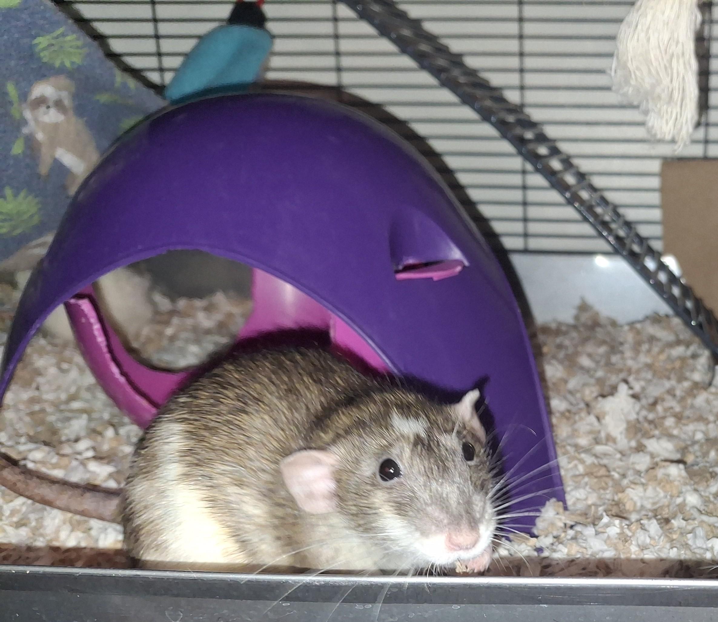 Acorn, ADOPTABLE, Adult Female Rat.