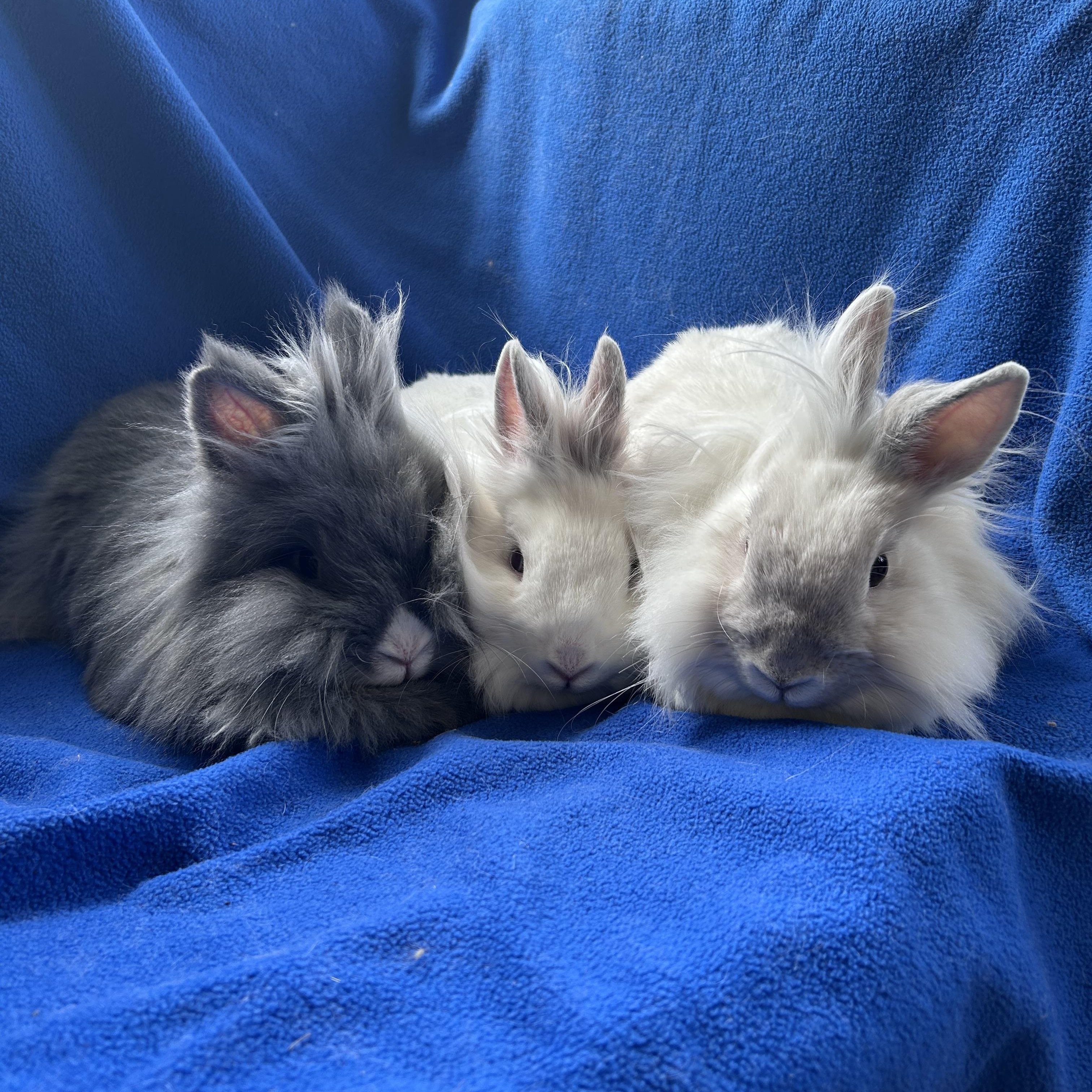 Speck, Pee Wee and Simone