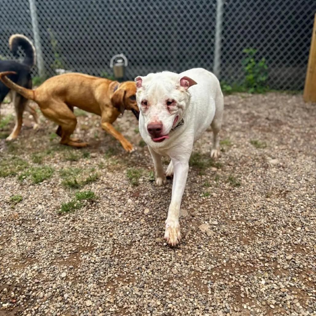 Bubbles, Adoptable, Adult Male Labrador Retriever.