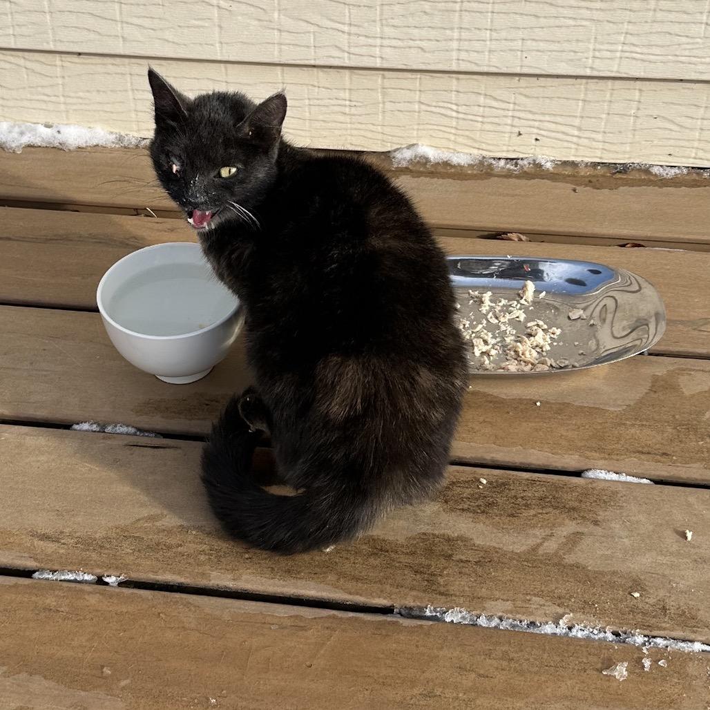 Kitty — thumbnail 2