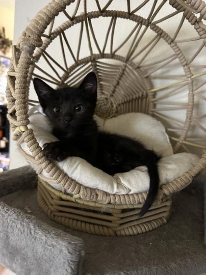 Enlarge Salem 52193, an adopted Domestic Short Hair in Oklahoma City, OK image 1/1