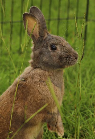 Enlarge Luke, a Adoptable American in Bishopville, SC image 2/5