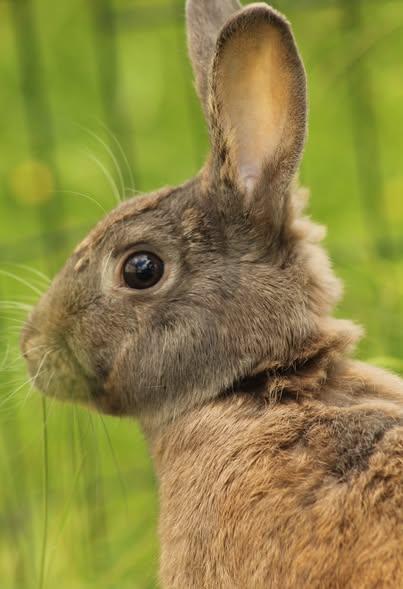 Enlarge Luke, a Adoptable American in Bishopville, SC image 3/5