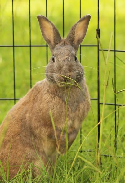 Enlarge Luke, a Adoptable American in Bishopville, SC image 4/5
