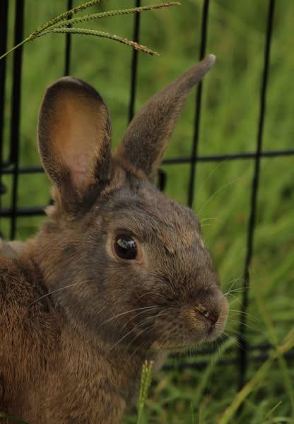 Enlarge Luke, a Adoptable American in Bishopville, SC image 5/5