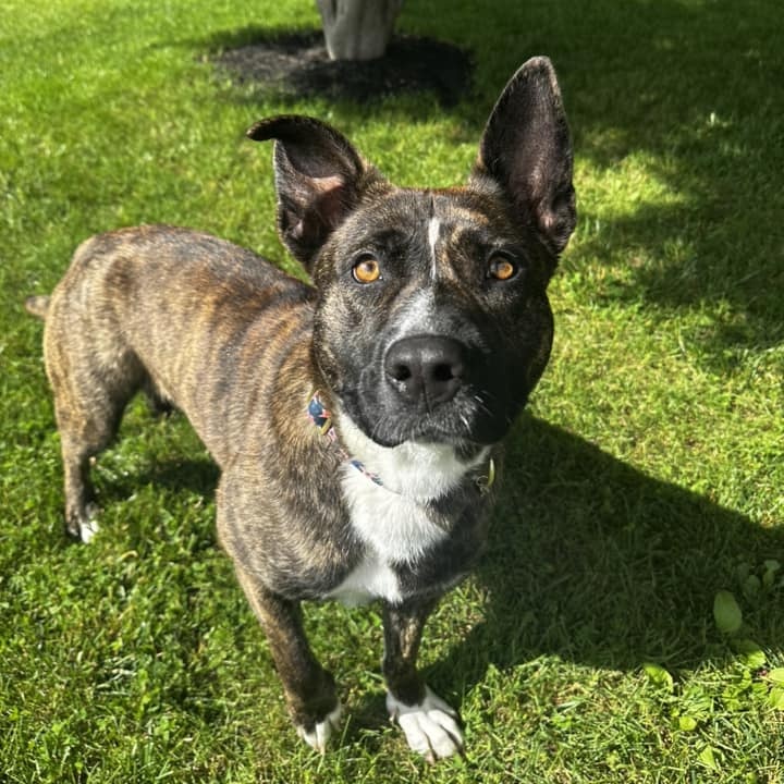 Tilly, a Adoptable mixed breed in Cumberland, RI image 3/6