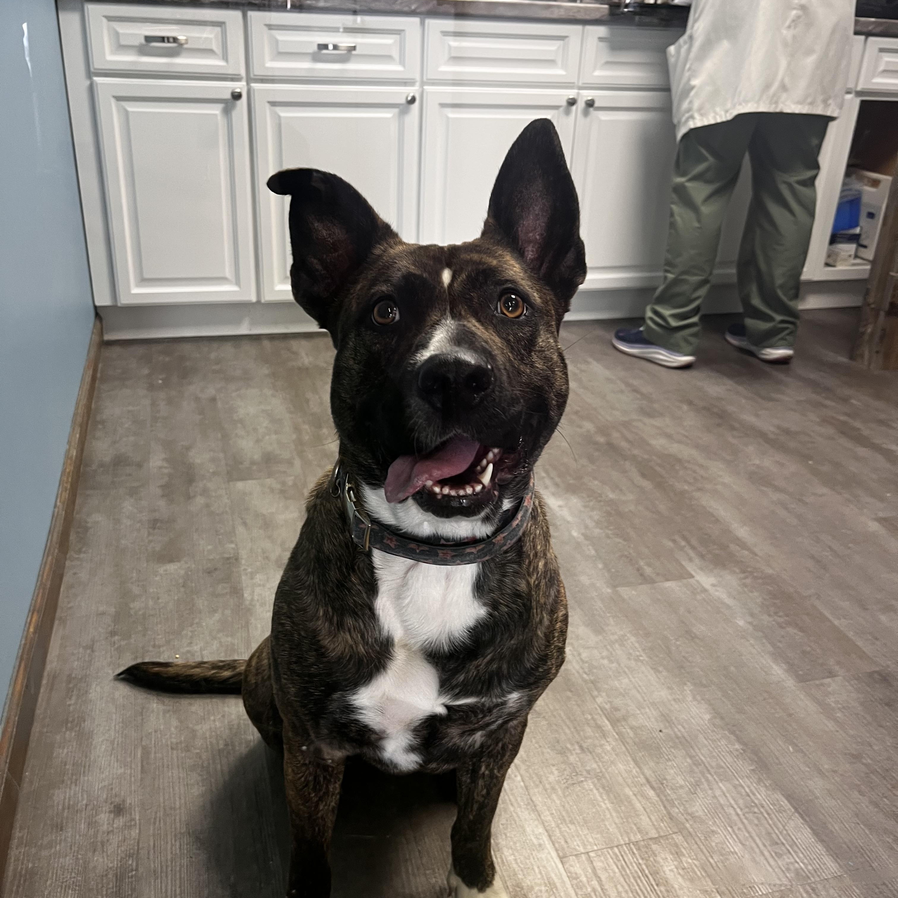 Tilly, a Adoptable mixed breed in Cumberland, RI image 4/6