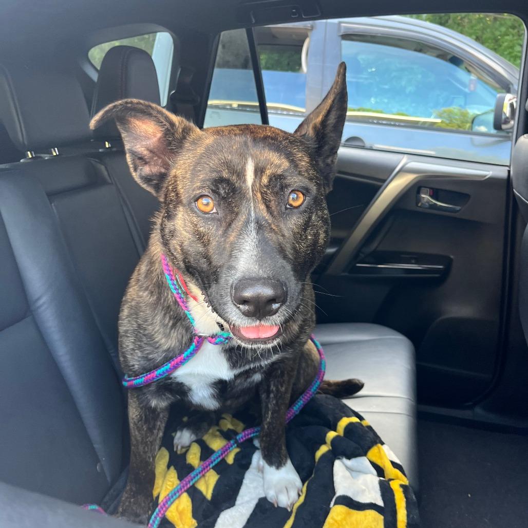 Tilly, a Adoptable mixed breed in Cumberland, RI image 2/6