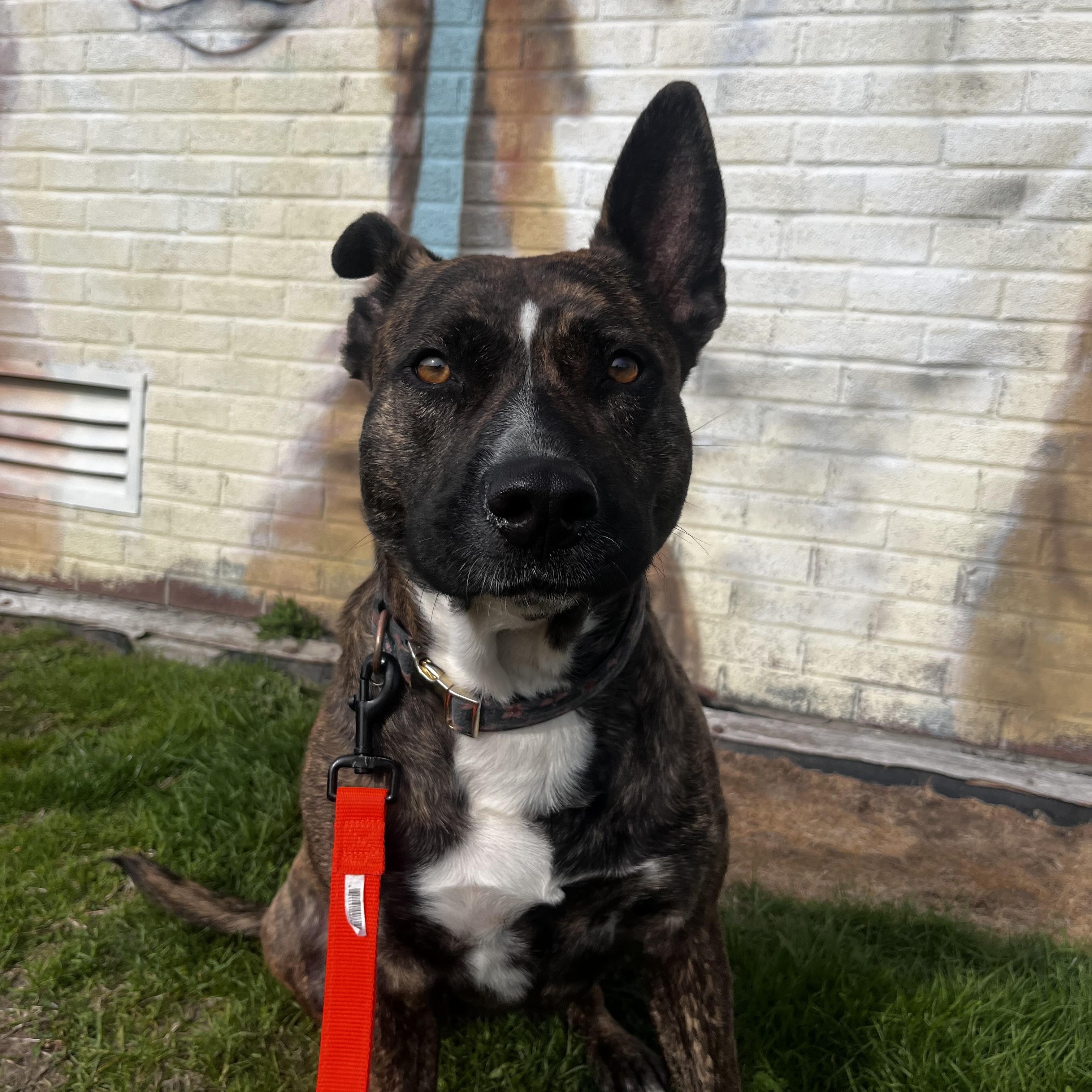 Tilly, a Adoptable mixed breed in Cumberland, RI image 5/6