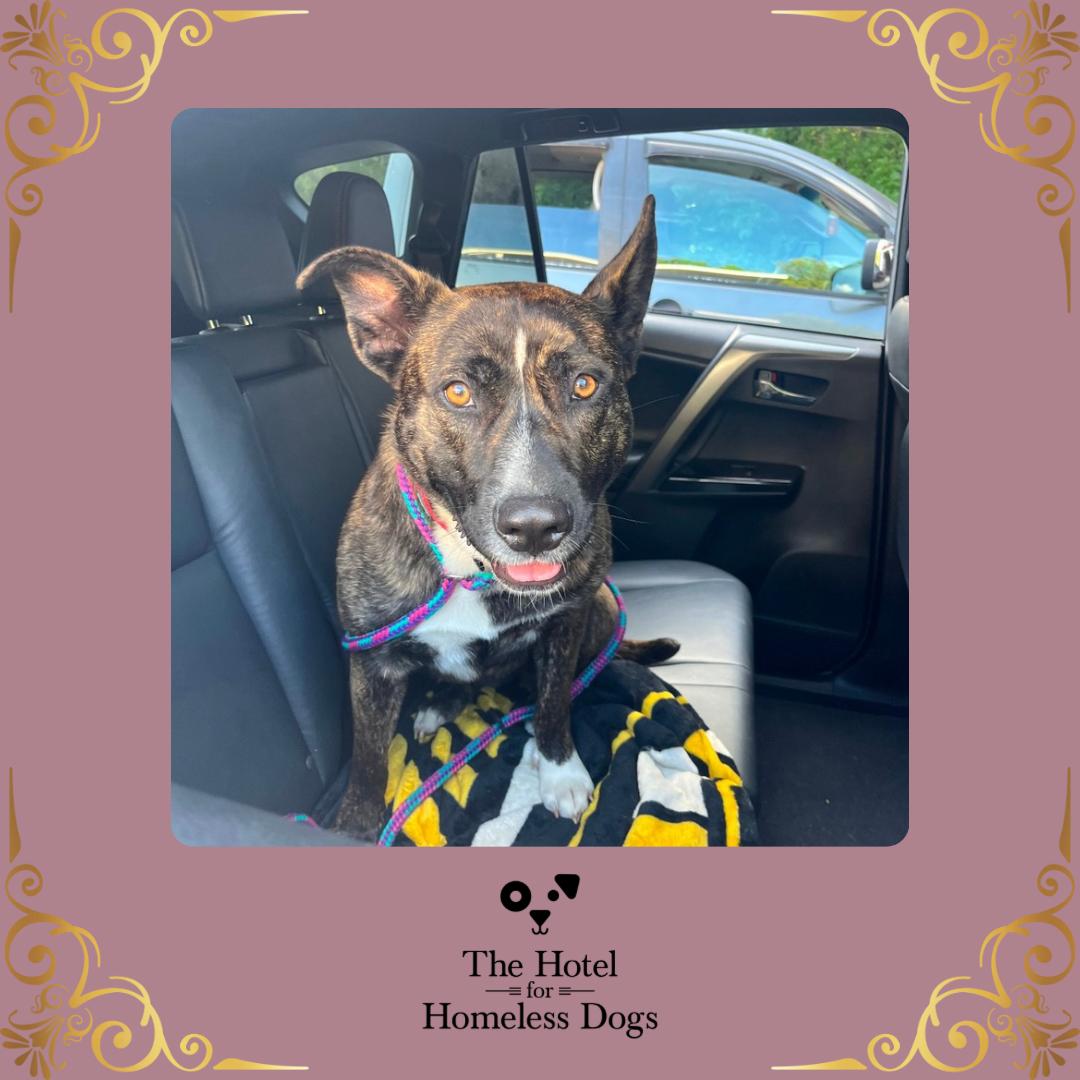 Tilly, a Adoptable mixed breed in Cumberland, RI image 1/6