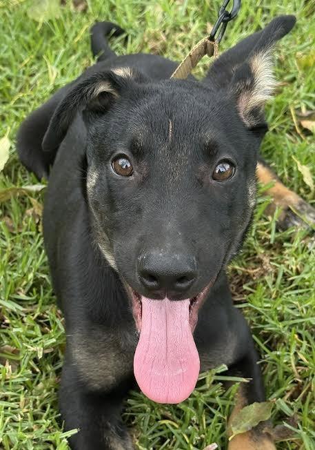 Enlarge Everest, a Adoptable mixed breed in Irvine, CA image 1/3