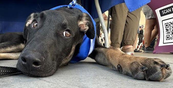 Enlarge Everest, a Adoptable German Shepherd Dog in Irvine, CA image 1/3